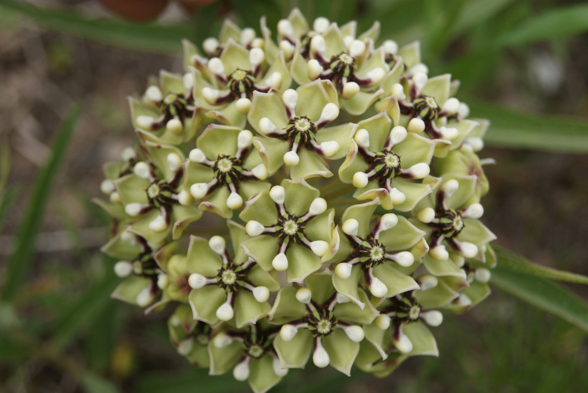 Antelope Horns Milkweed Native Seeds (Asclepias asperula) Spider Milkweed. Green-flowered Milkweed, Monarch Butterfly Host Plant