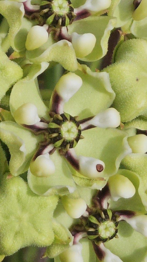 Antelope Horns Milkweed Native Seeds (Asclepias asperula) Spider Milkweed. Green-flowered Milkweed, Monarch Butterfly Host Plant