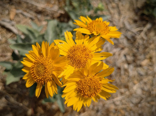 Golden Crownbeard Native Seeds (Verbesina encelioides) Cowpen Daisy - Butterfly Host Plant, Dry Soils