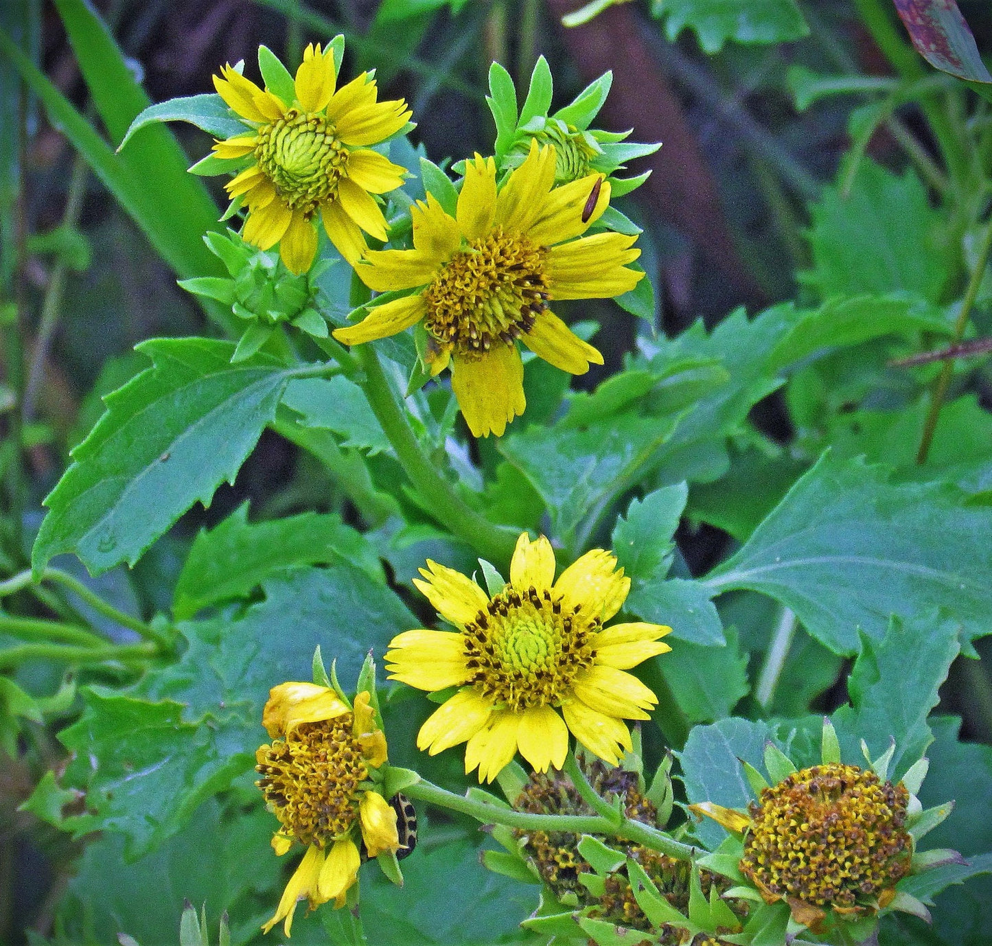 Golden Crownbeard Native Seeds (Verbesina encelioides) Cowpen Daisy - Butterfly Host Plant, Dry Soils