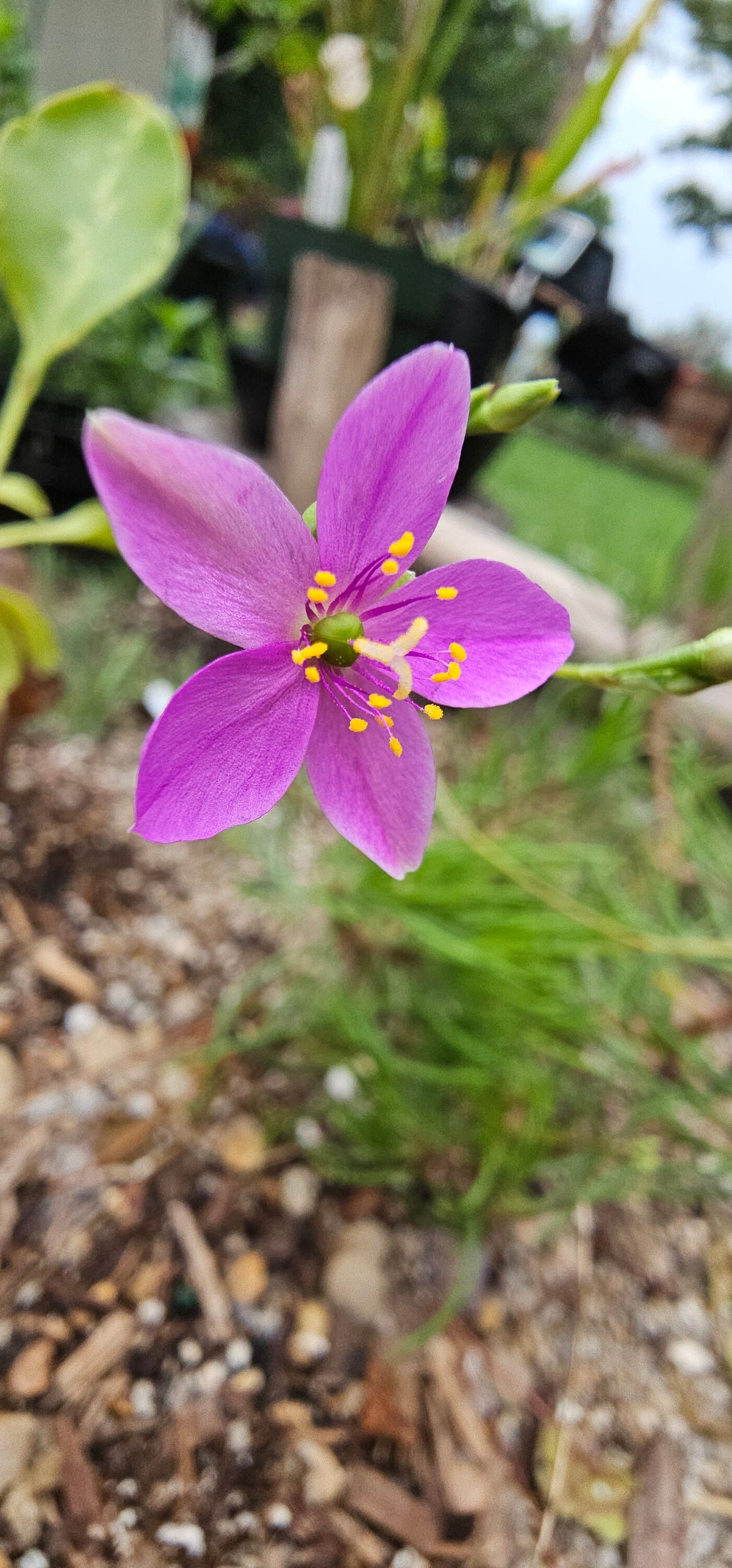 A single pink-purple Sand Fame Flower (Phemeranthus rugospermus) flower with yellow stamens in a garden setting with blurred green foliage and mulch in the background.