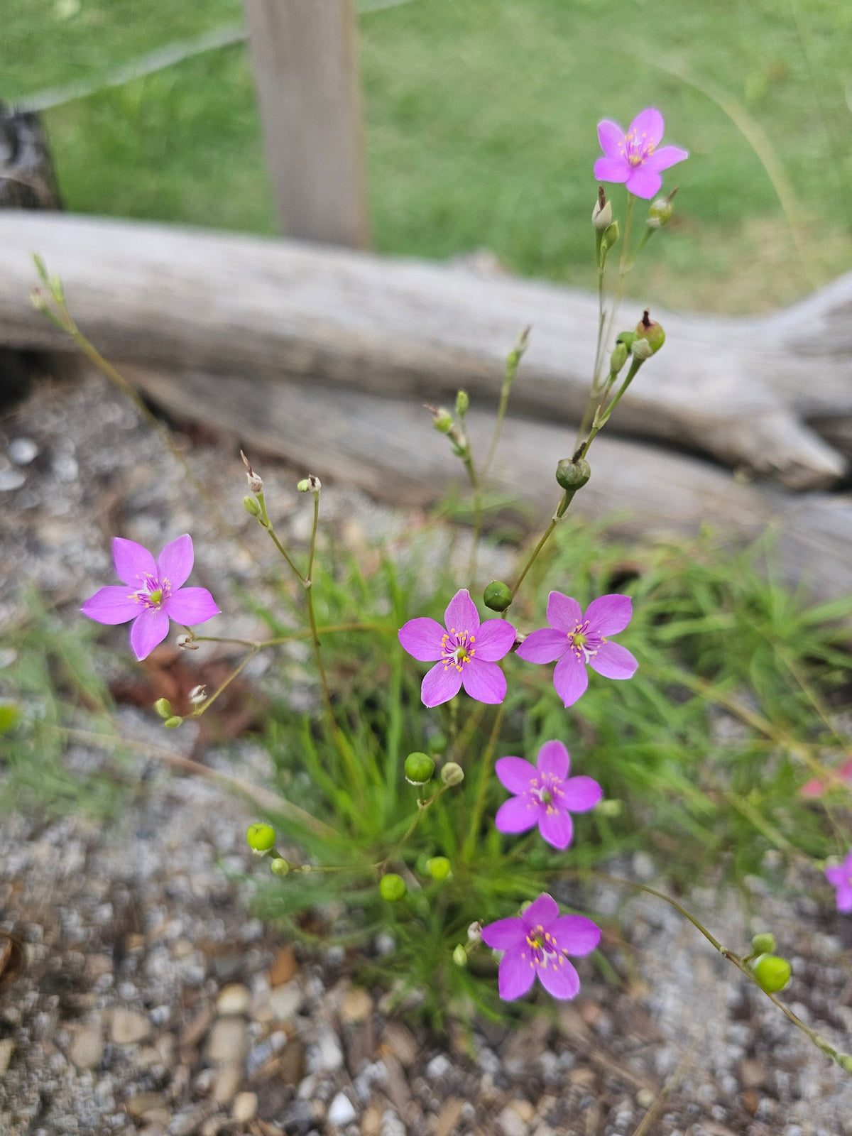 Small pink Sand Fame Flower (Phemeranthus rugospermus) flowers with five petals growing among green grass and gravel, with a blurred log and grassy background.