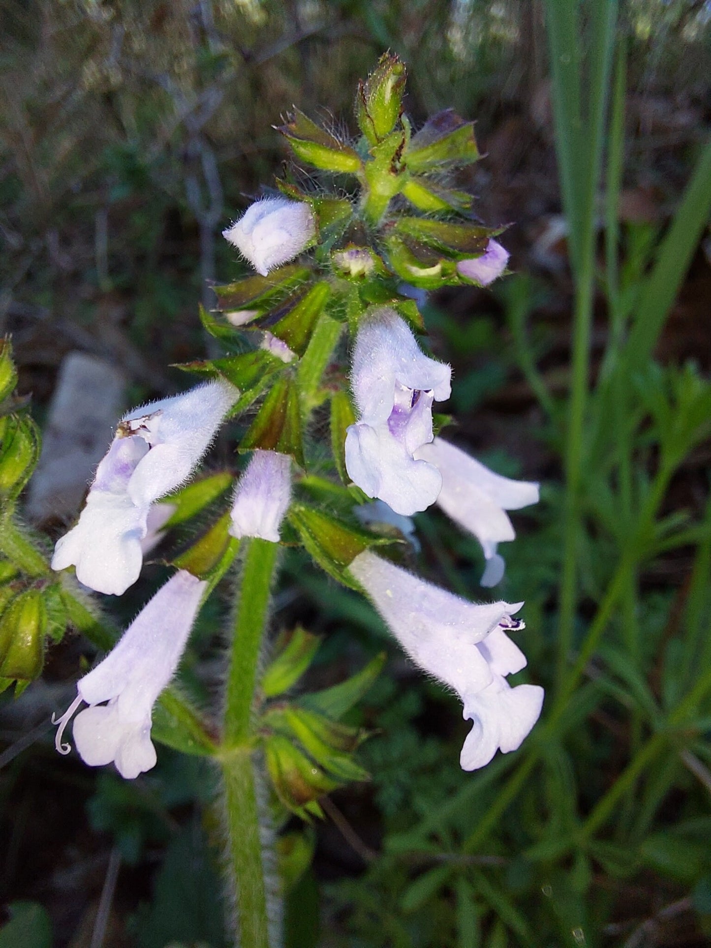 Lyreleaf Sage Live Plants (Salvia lyrata)
