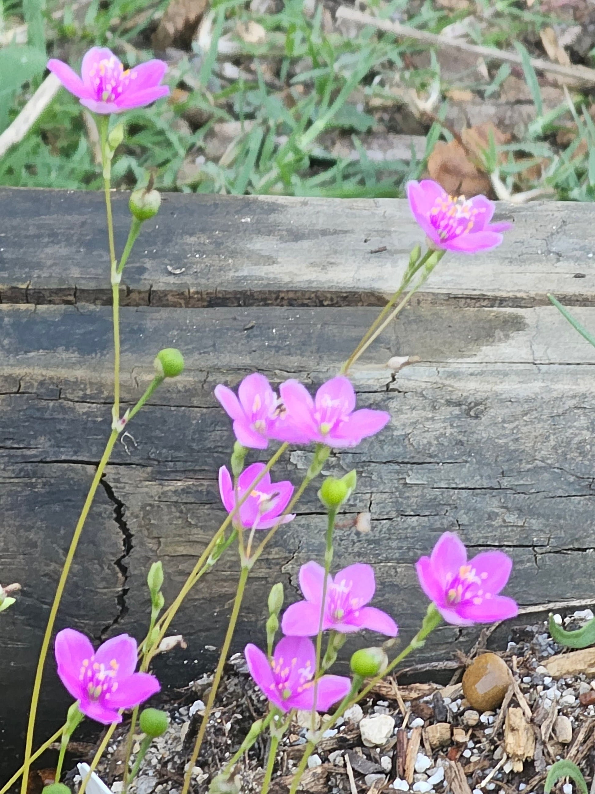 Pink Sand Fame Flower (Phemeranthus rugospermus) flowers with green stems growing along a weathered wooden log outdoors.
