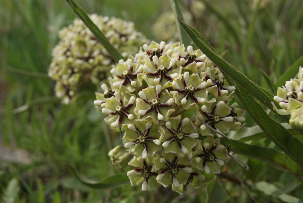 Antelope Horns Milkweed Native Seeds (Asclepias asperula) Spider Milkweed. Green-flowered Milkweed, Monarch Butterfly Host Plant