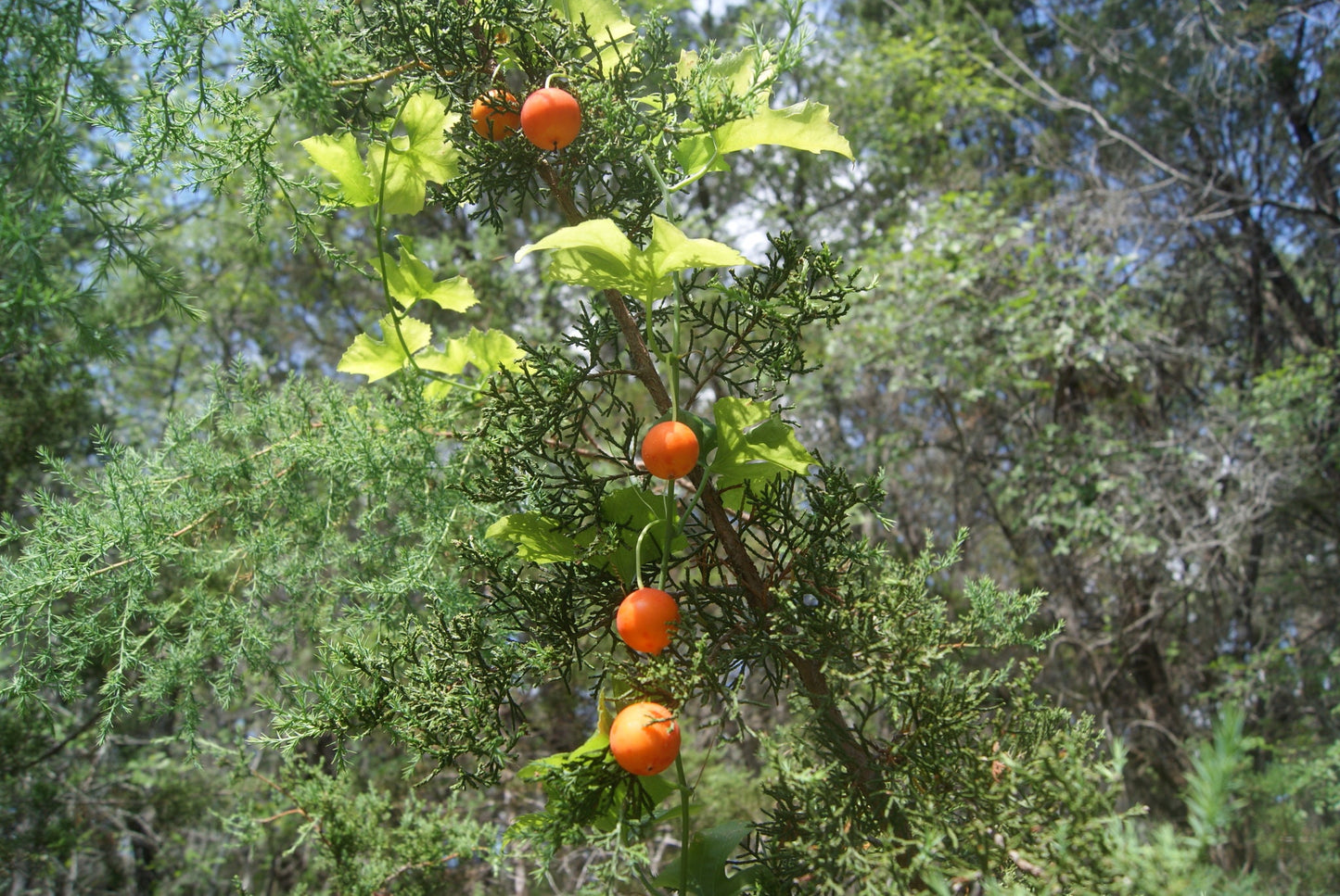 Ibervillea lindheimeri Vine Rare Seeds - Snake Apple
