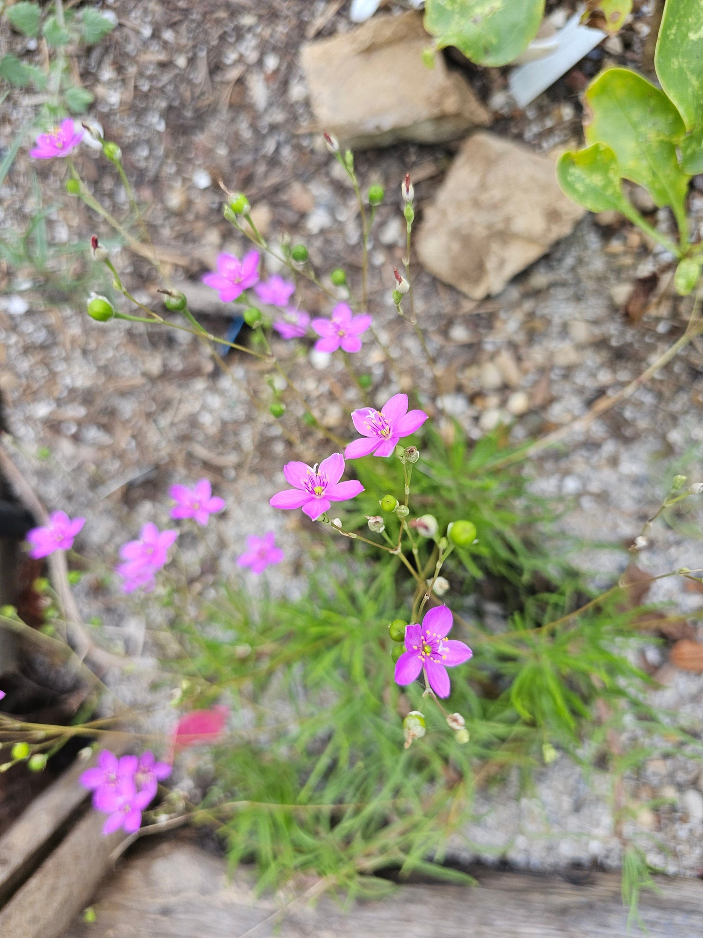 Small pink Sand Fame Flower (Phemeranthus rugospermus) wildflowers with green stems and buds growing among gravel and stones outdoors.
