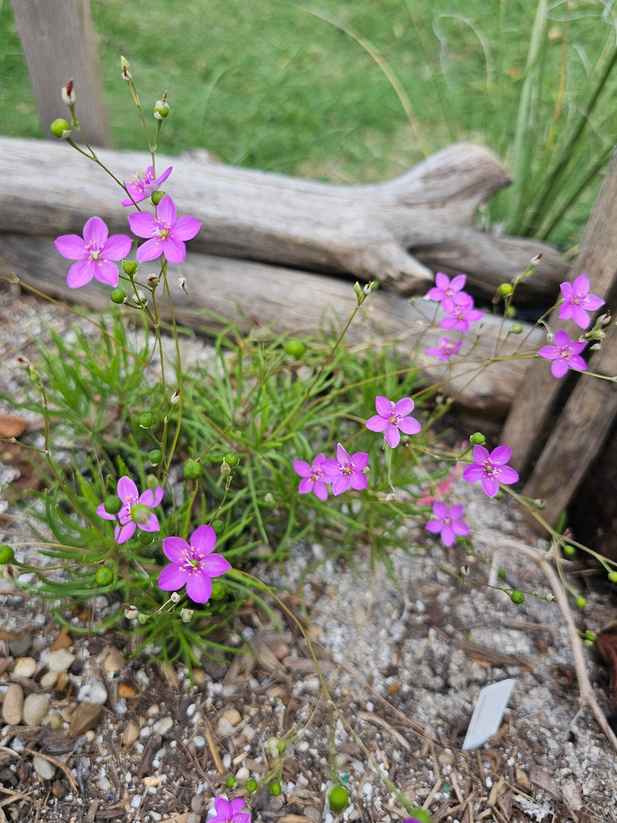 Small pink Sand Fame Flower (Phemeranthus rugospermus) flowers with thin stems growing in gravel beside a rustic wooden fence and log, with green grass in the background.