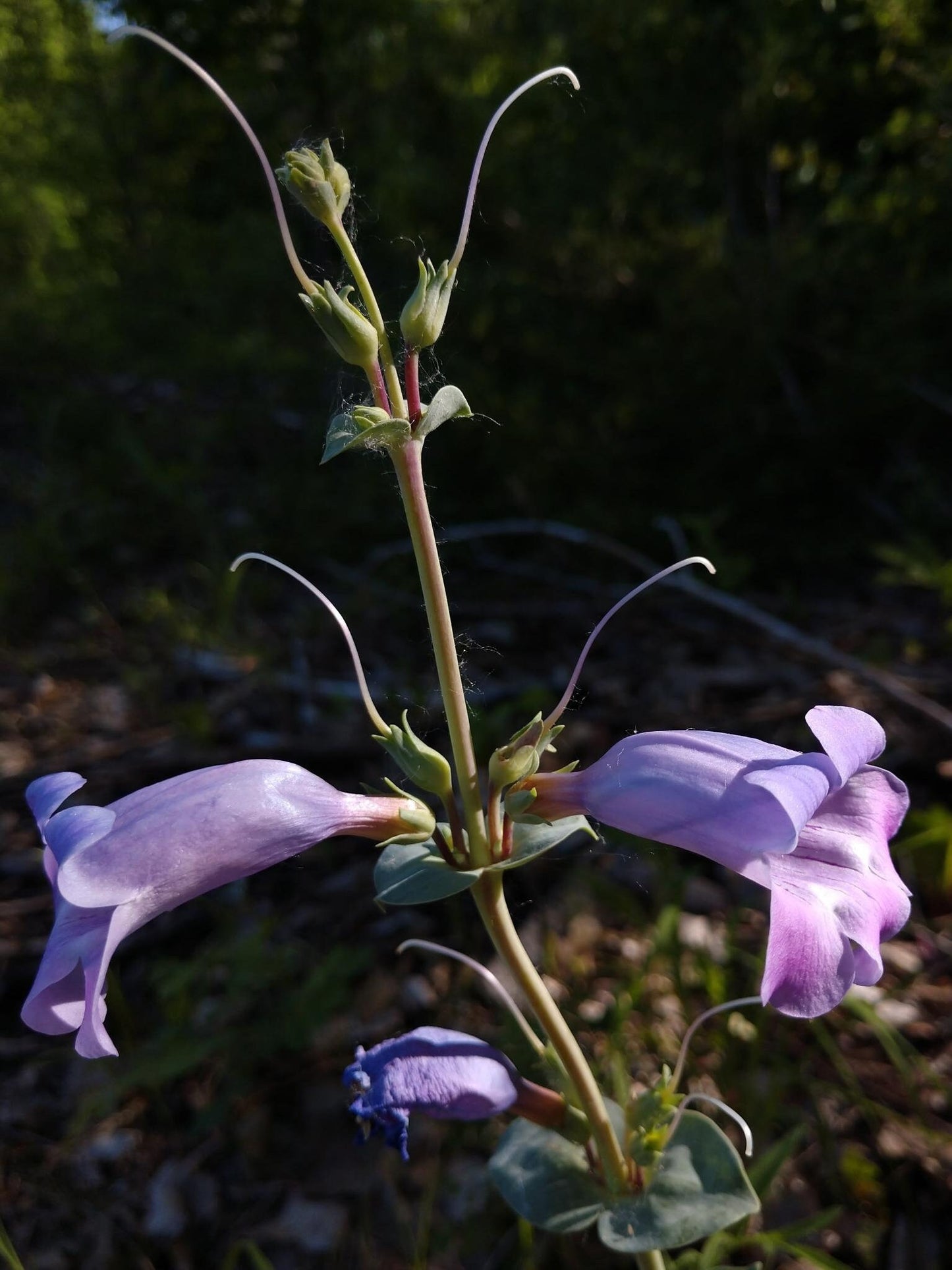 Large-Flowered Beardtongue Seeds (Penstemon grandiflorus)