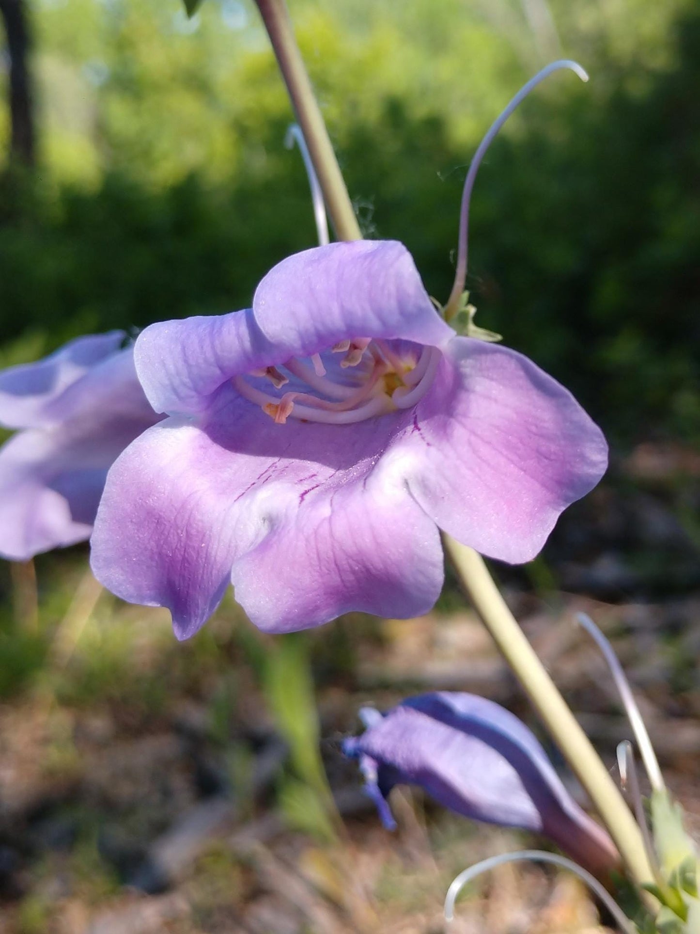 Large-Flowered Beardtongue Seeds (Penstemon grandiflorus)