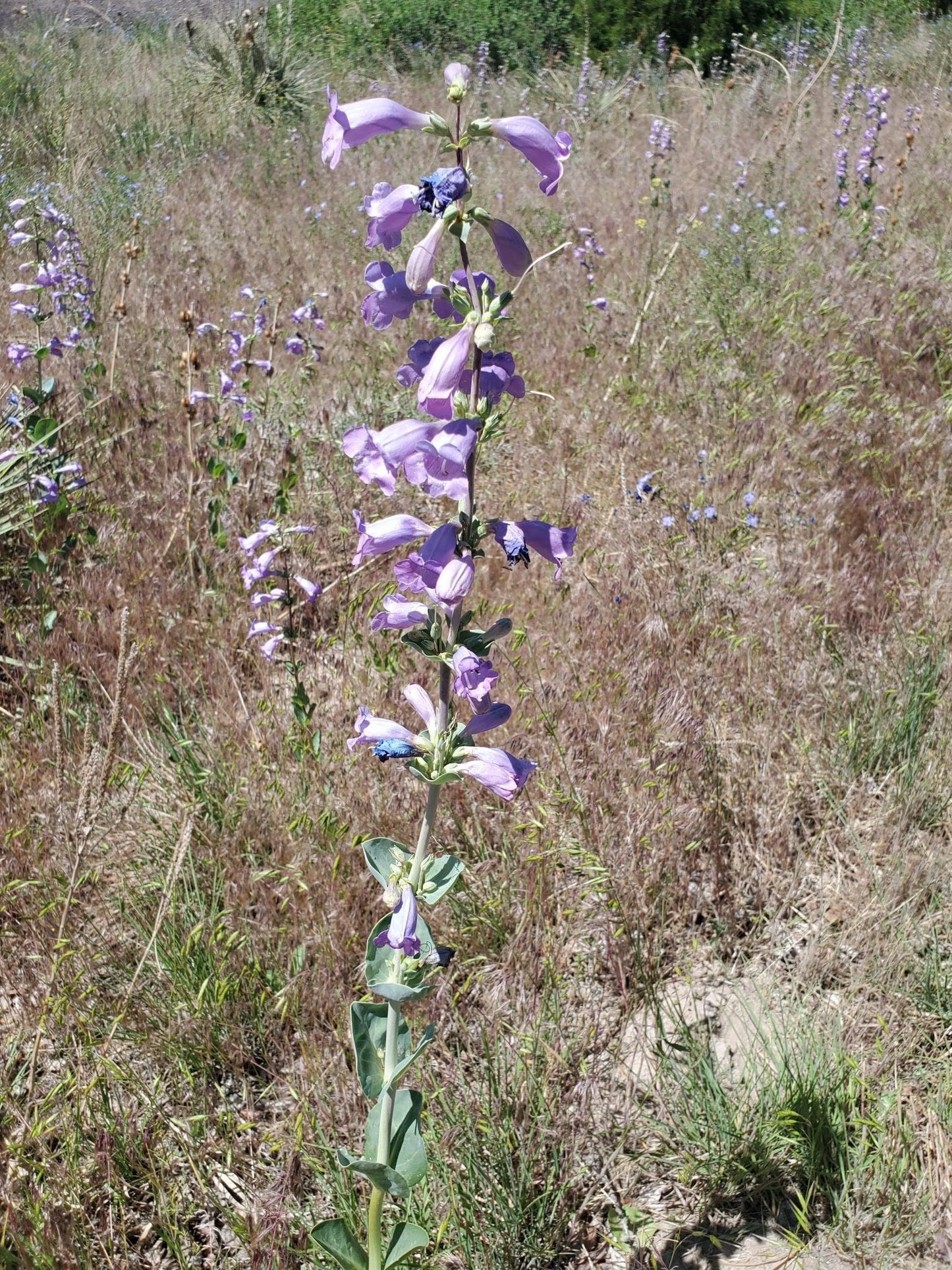 Large-Flowered Beardtongue Seeds (Penstemon grandiflorus)