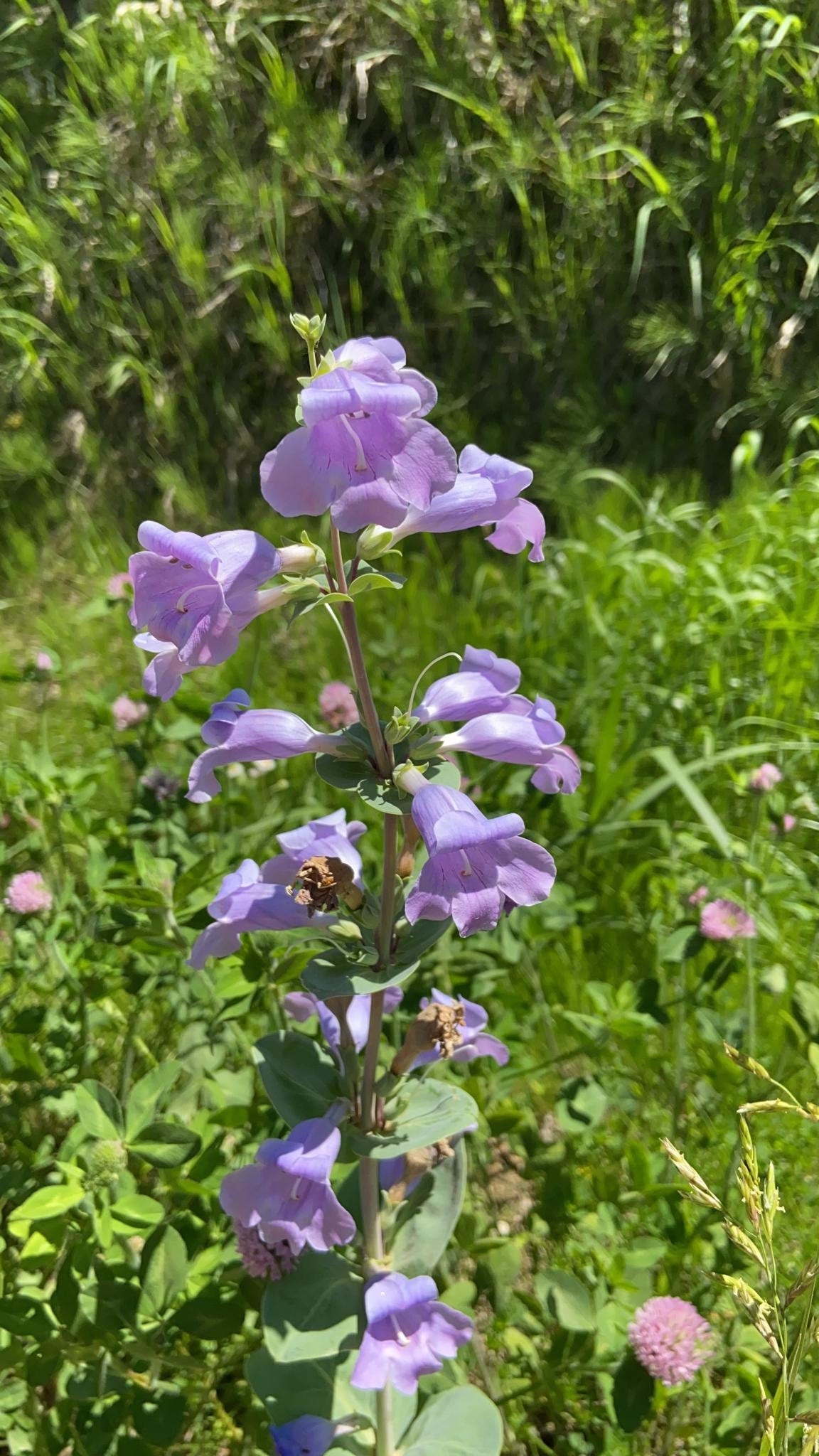 Large-Flowered Beardtongue Seeds (Penstemon grandiflorus)
