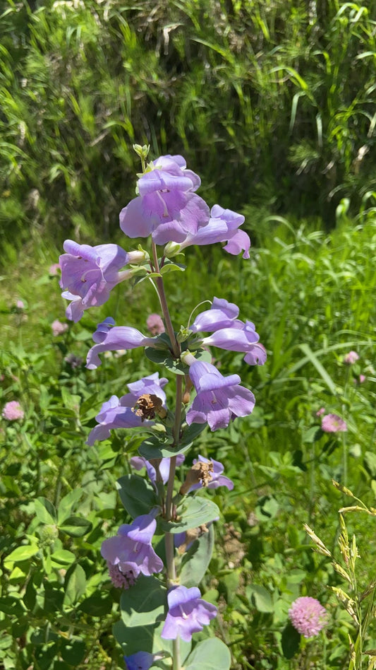Large-Flowered Beardtongue Seeds (Penstemon grandiflorus)