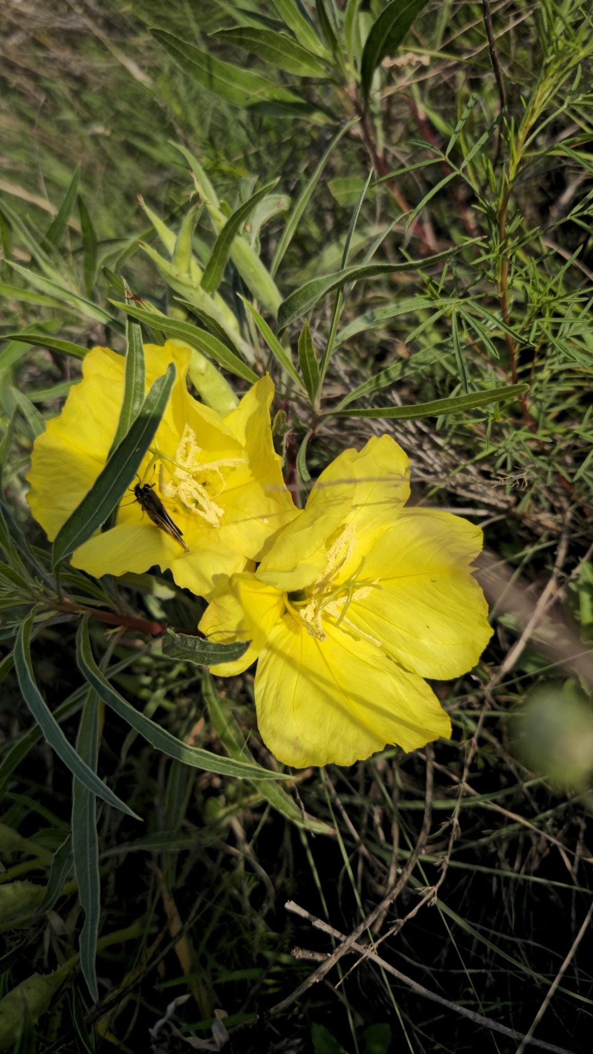 Bigfruit Evening Primrose Native Seeds (Oenothera macrocarpa) Missouri Evening Primrose, Host Plant