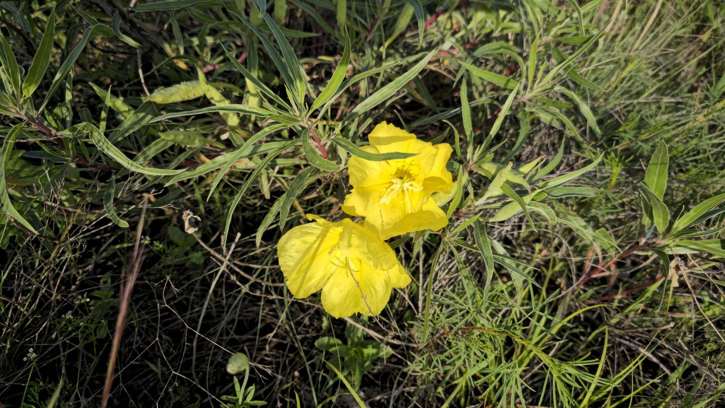 Bigfruit Evening Primrose Native Seeds (Oenothera macrocarpa) Missouri Evening Primrose, Host Plant