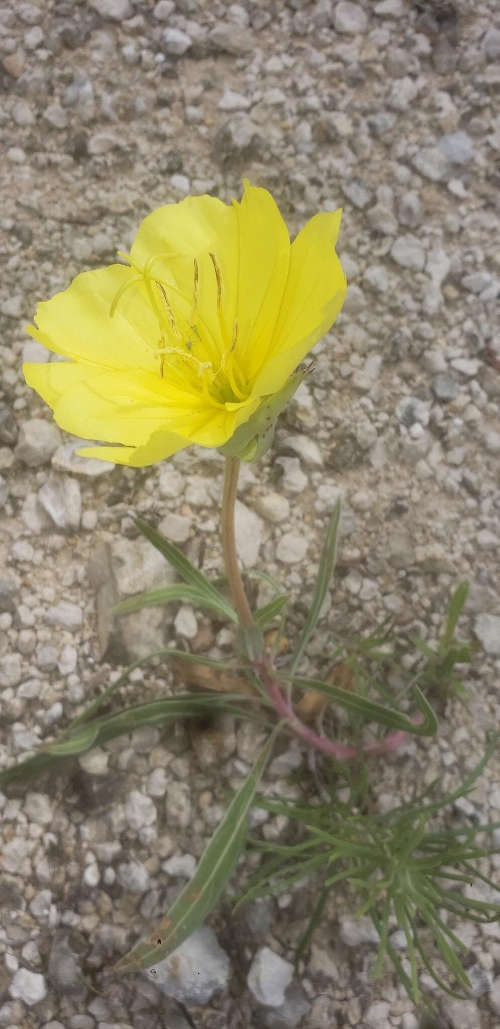 Bigfruit Evening Primrose Native Seeds (Oenothera macrocarpa) Missouri Evening Primrose, Host Plant