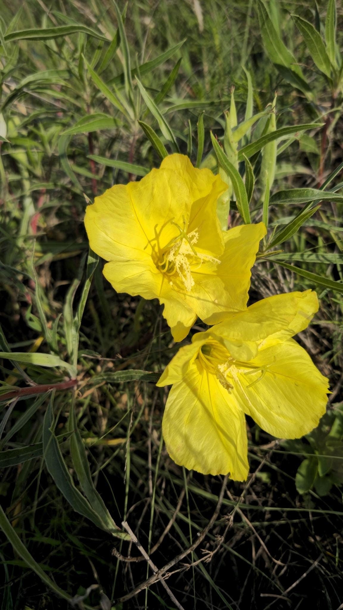 Bigfruit Evening Primrose Native Seeds (Oenothera macrocarpa) Missouri Evening Primrose, Host Plant