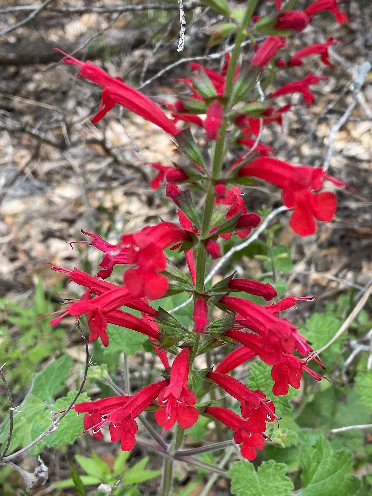 Cedar Sage Native Seeds (Salvia roemeriana)