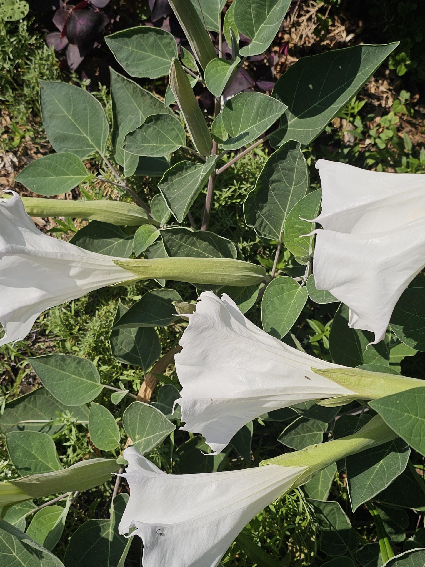 Sacred Datura Native Seeds (Datura wrightii)