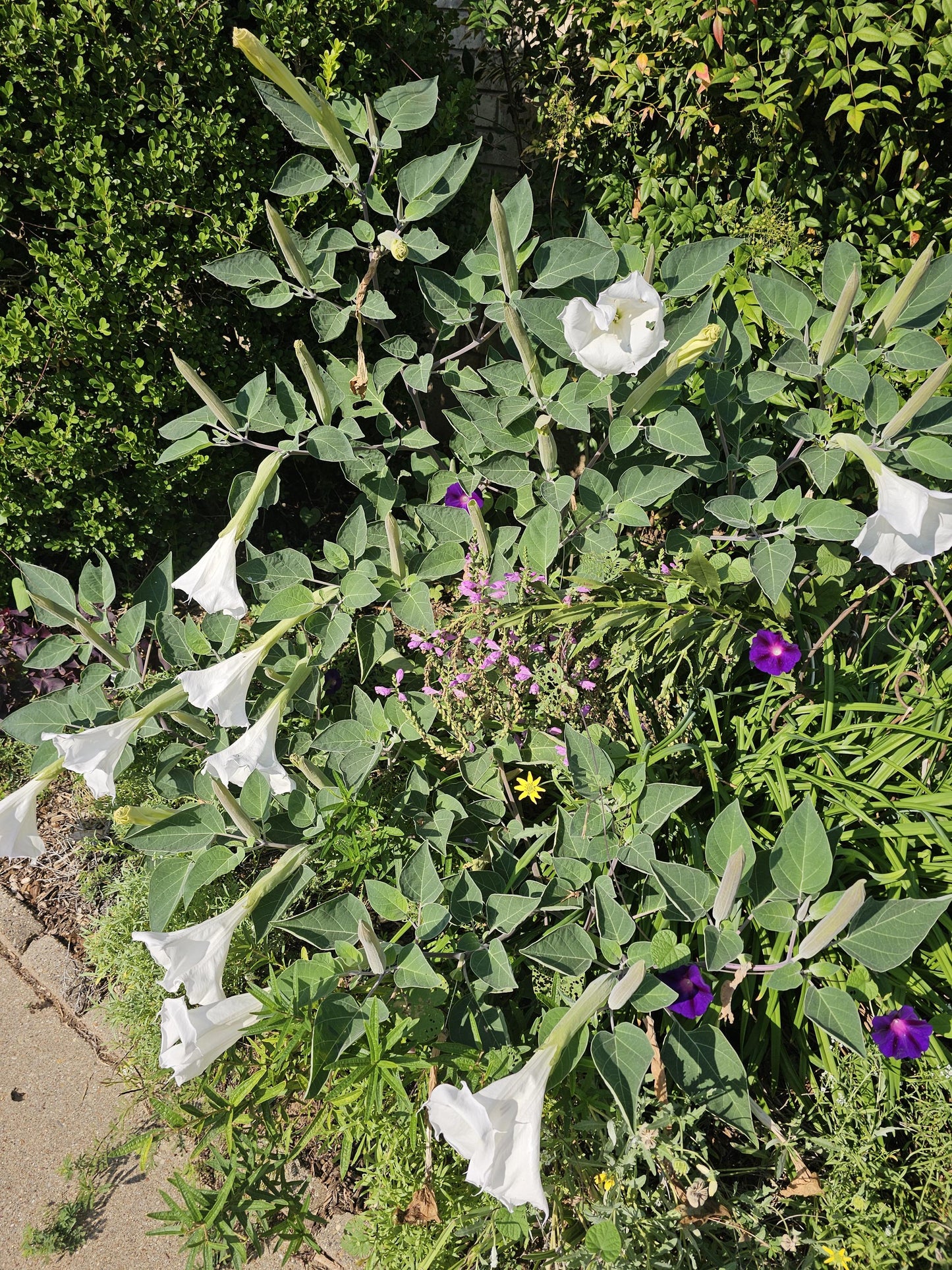 Sacred Datura Native Seeds (Datura wrightii)