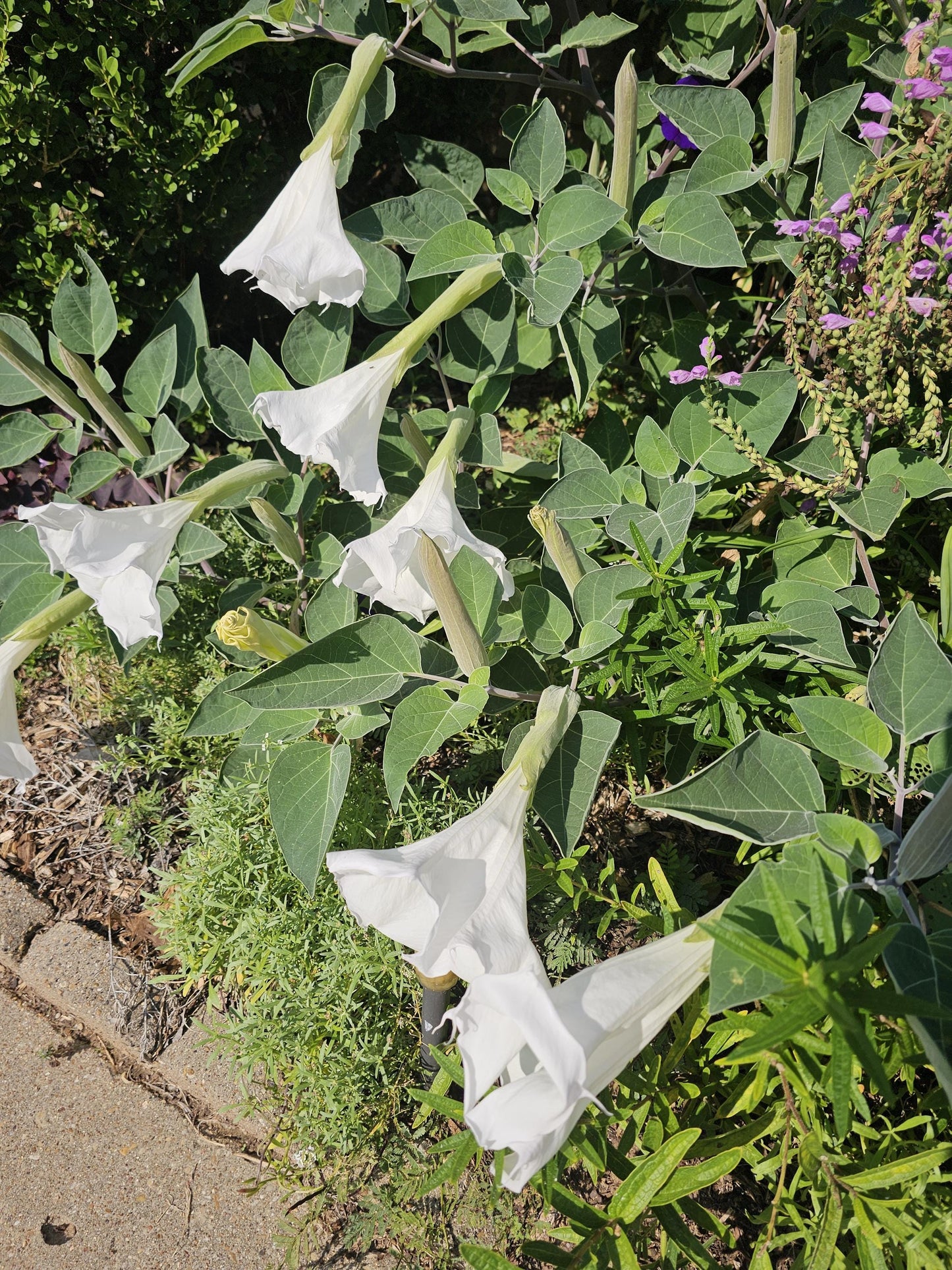 Sacred Datura Native Seeds (Datura wrightii)