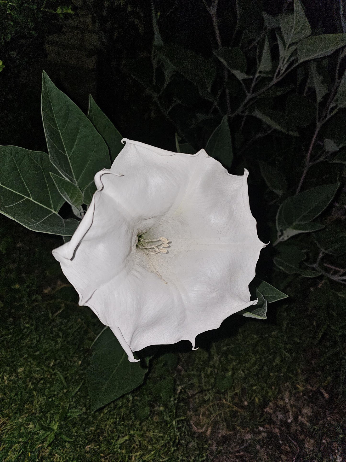 Sacred Datura Native Seeds (Datura wrightii)