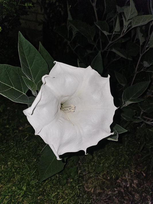 Sacred Datura Native Seeds (Datura wrightii)