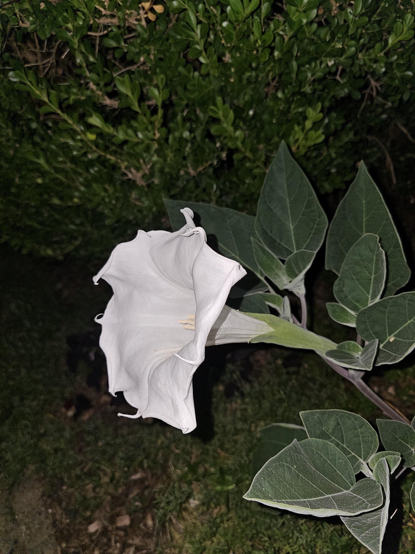 Sacred Datura Native Seeds (Datura wrightii)
