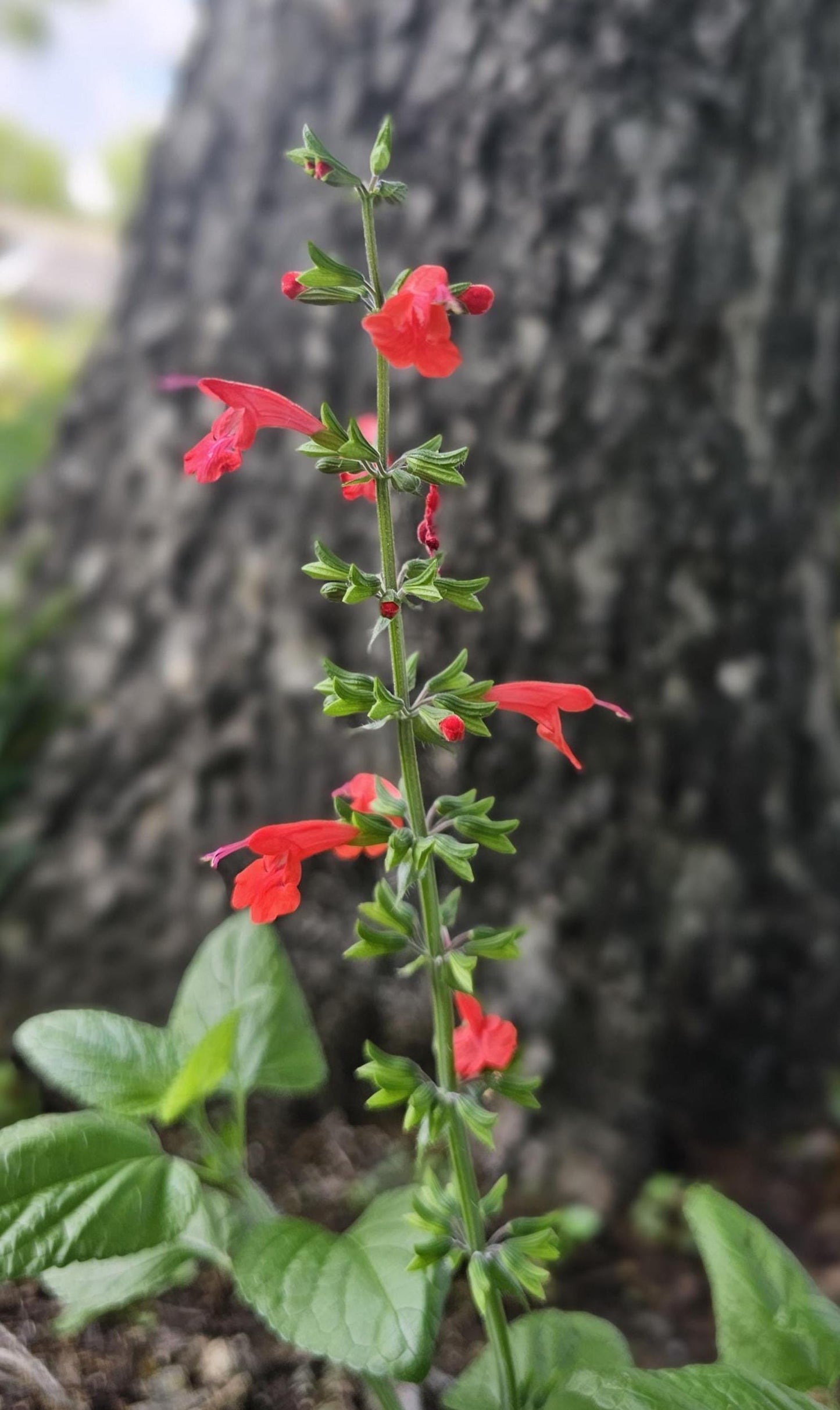 Scarlet Sage Live Plants (Salvia coccinea) Hummingbird attractant
