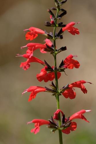 Scarlet Sage Live Plants (Salvia coccinea) Hummingbird attractant