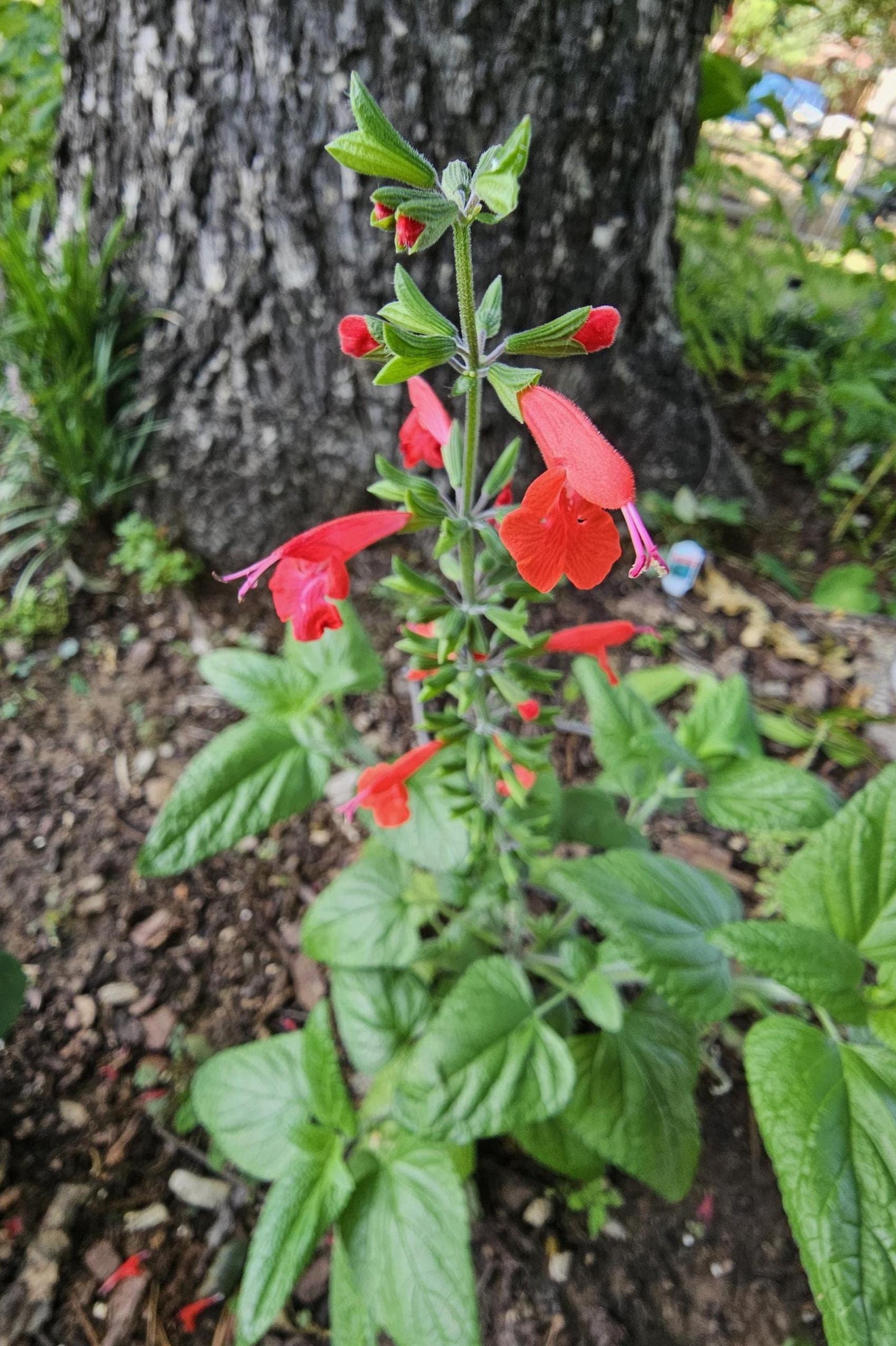 Scarlet Sage Live Plants (Salvia coccinea) Hummingbird attractant