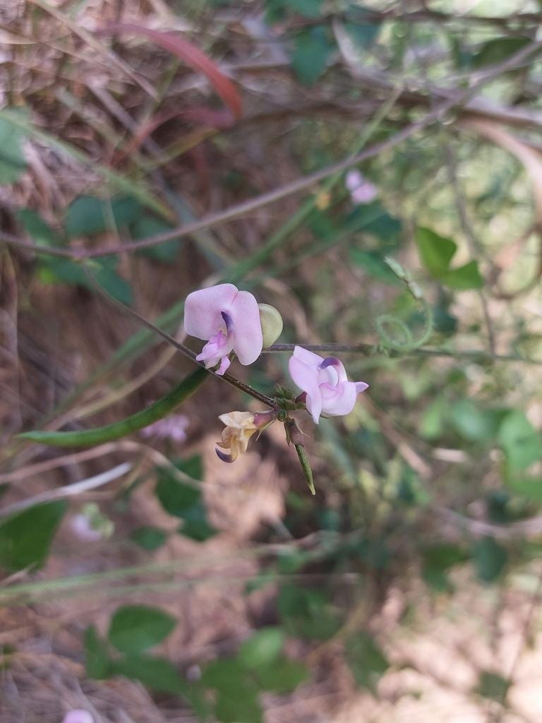 Trailing Fuzzy Bean Native Seeds (Strophostyles helvola) Nitrogen Fixing Pea Vine