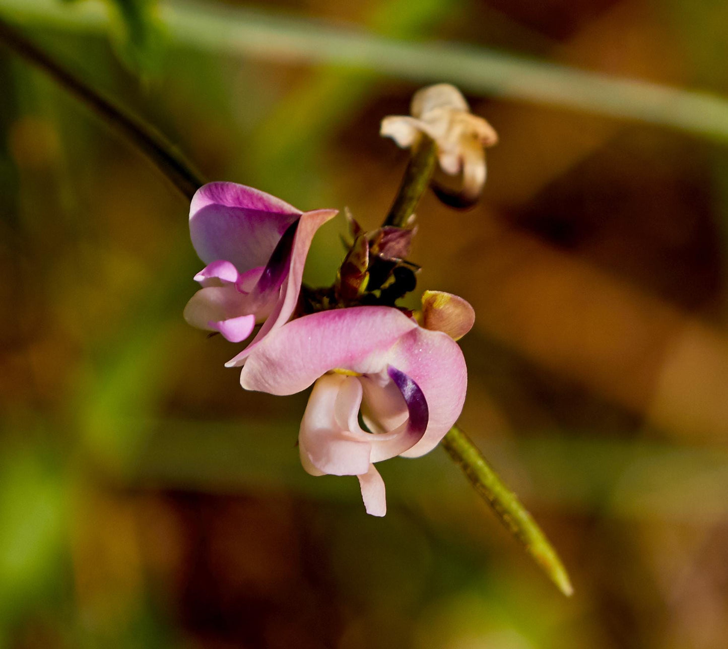 Trailing Fuzzy Bean Native Seeds (Strophostyles helvola) Nitrogen Fixing Pea Vine