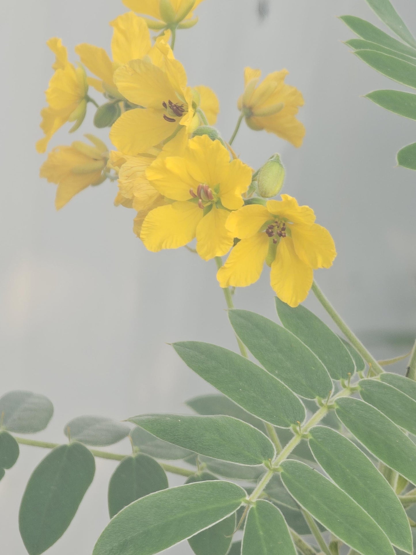 Lindheimer Senna Seeds (Senna lindheimeri)