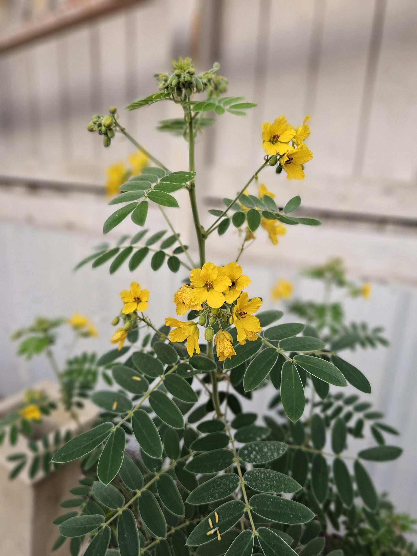 Lindheimer Senna Seeds (Senna lindheimeri)