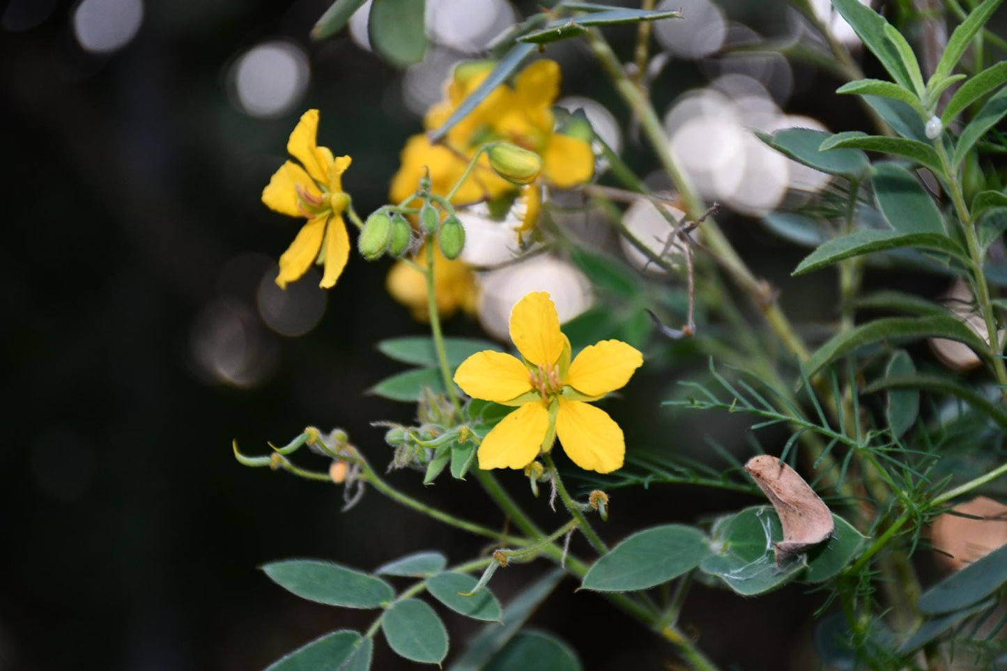 Lindheimer Senna Seeds (Senna lindheimeri)