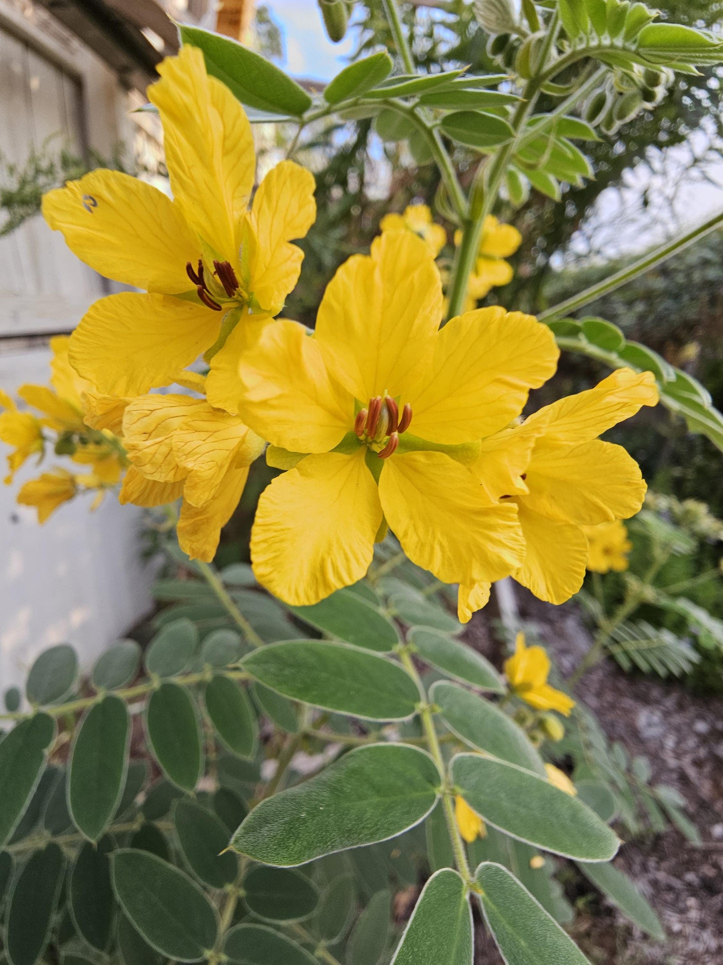 Lindheimer Senna Seeds (Senna lindheimeri)