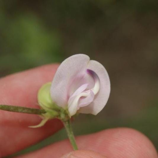 Trailing Fuzzy Bean Native Seeds (Strophostyles helvola) Nitrogen Fixing Pea Vine