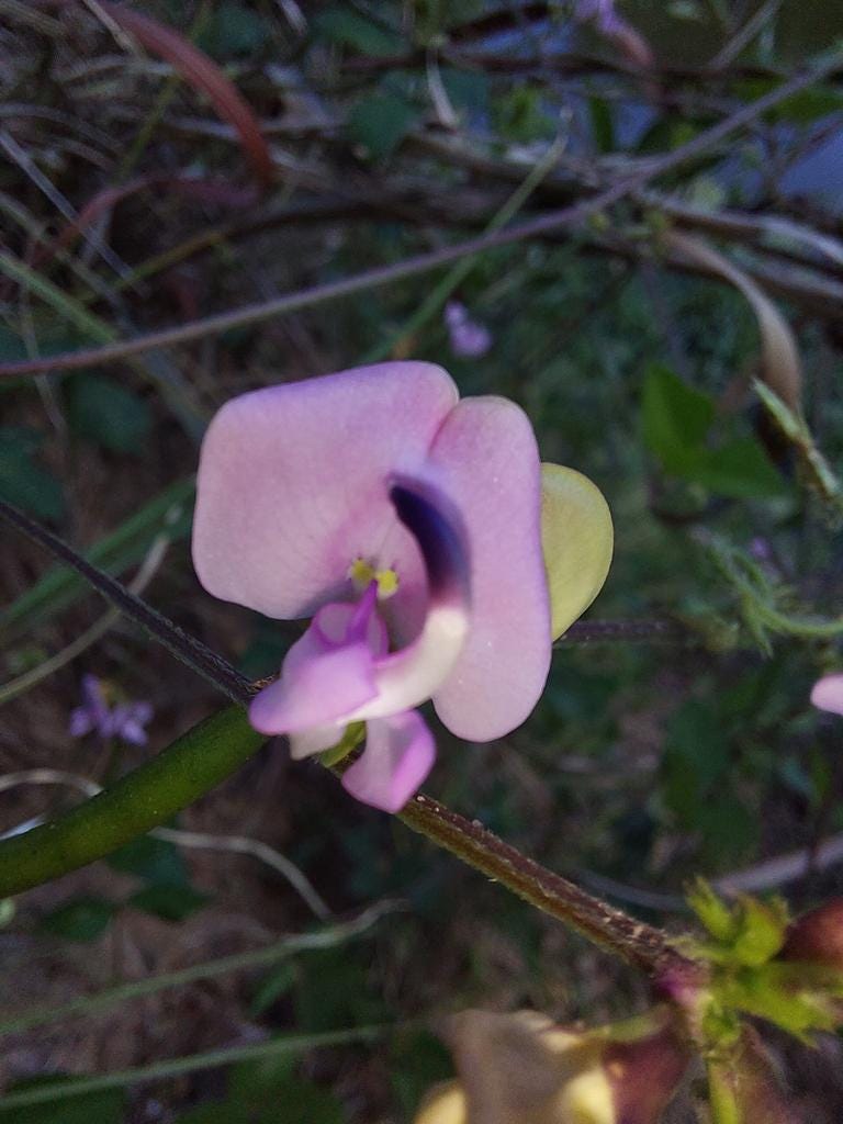 Trailing Fuzzy Bean Native Seeds (Strophostyles helvola) Nitrogen Fixing Pea Vine