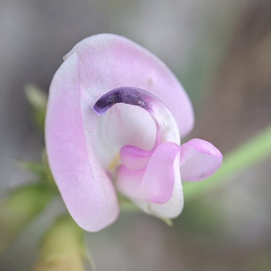 Trailing Fuzzy Bean Native Seeds (Strophostyles helvola) Nitrogen Fixing Pea Vine