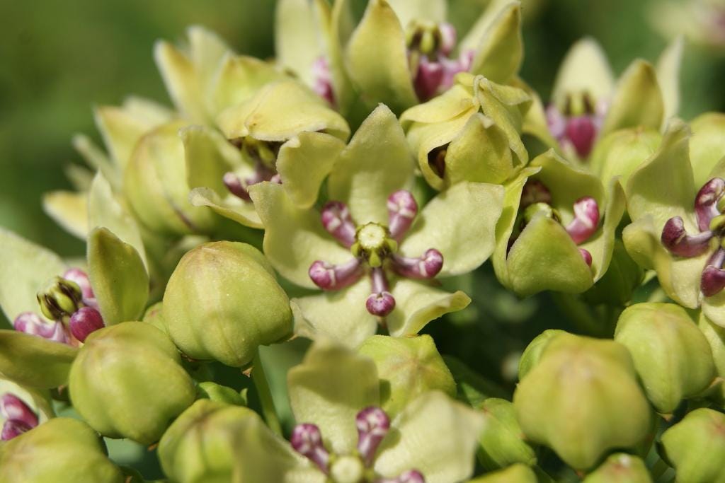 Green Milkweed Native Seeds (Asclepias viridis) Spider Milkweed. Green-flowered Milkweed, Monarch Butterfly Host Plant