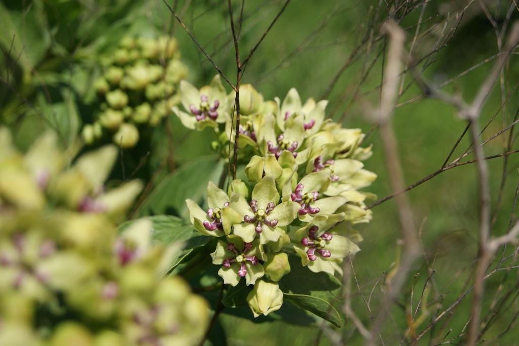 Green Milkweed Native Seeds (Asclepias viridis) Spider Milkweed. Green-flowered Milkweed, Monarch Butterfly Host Plant