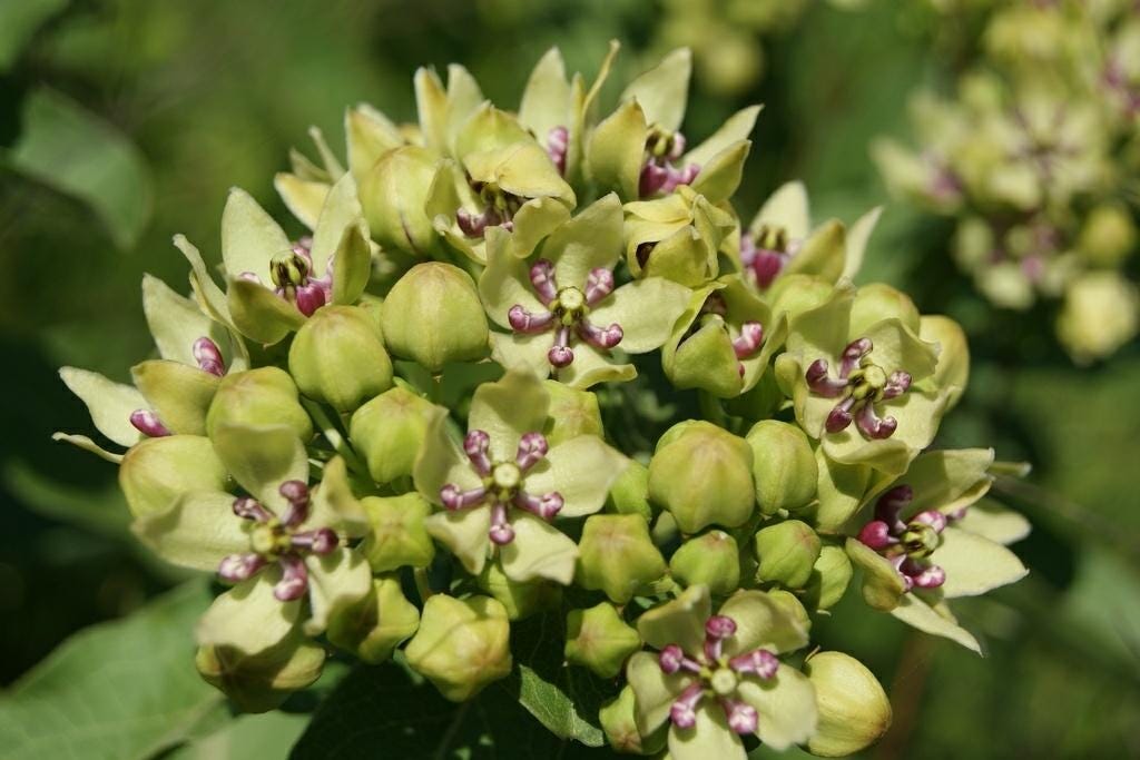 Green Milkweed Native Seeds (Asclepias viridis) Spider Milkweed. Green-flowered Milkweed, Monarch Butterfly Host Plant