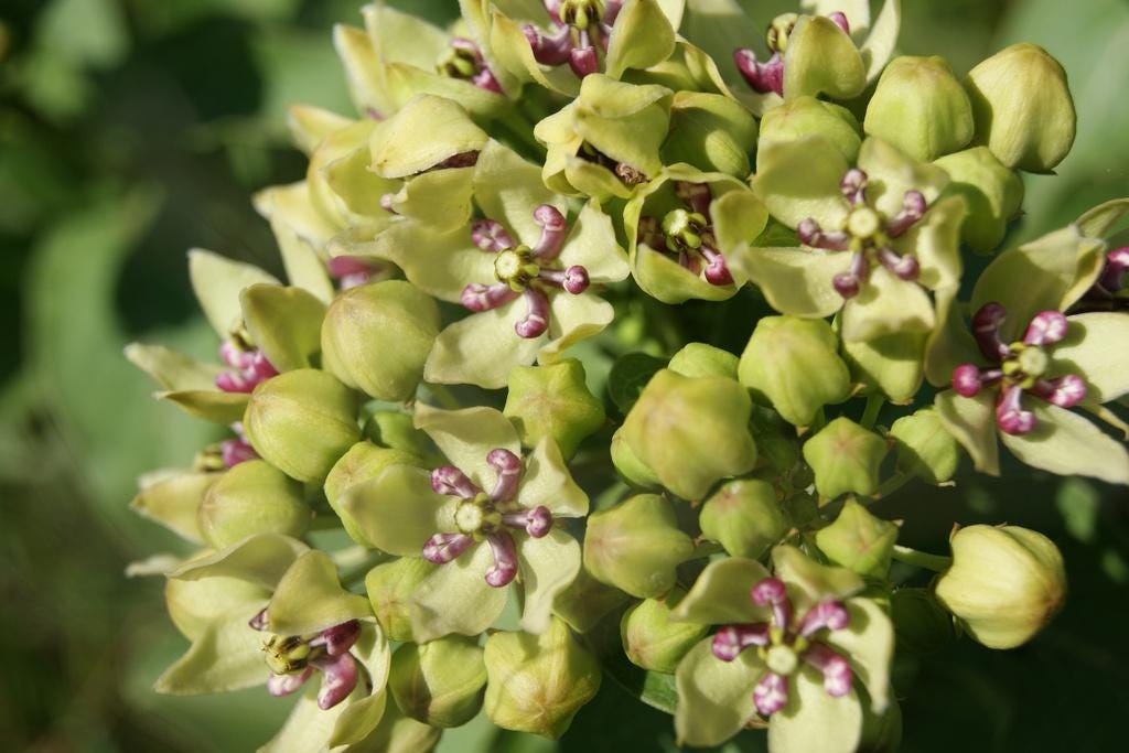 Green Milkweed Native Seeds (Asclepias viridis) Spider Milkweed. Green-flowered Milkweed, Monarch Butterfly Host Plant