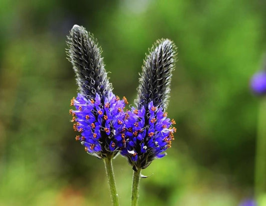 Foxtail Prairie Clover Seeds (Dalea leporina)