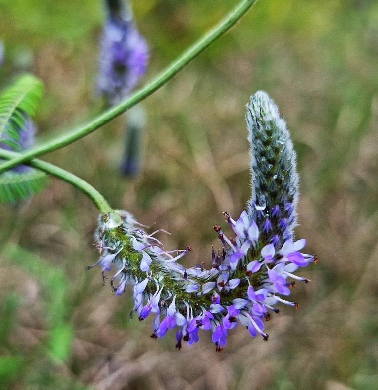 Foxtail Prairie Clover Seeds (Dalea leporina)
