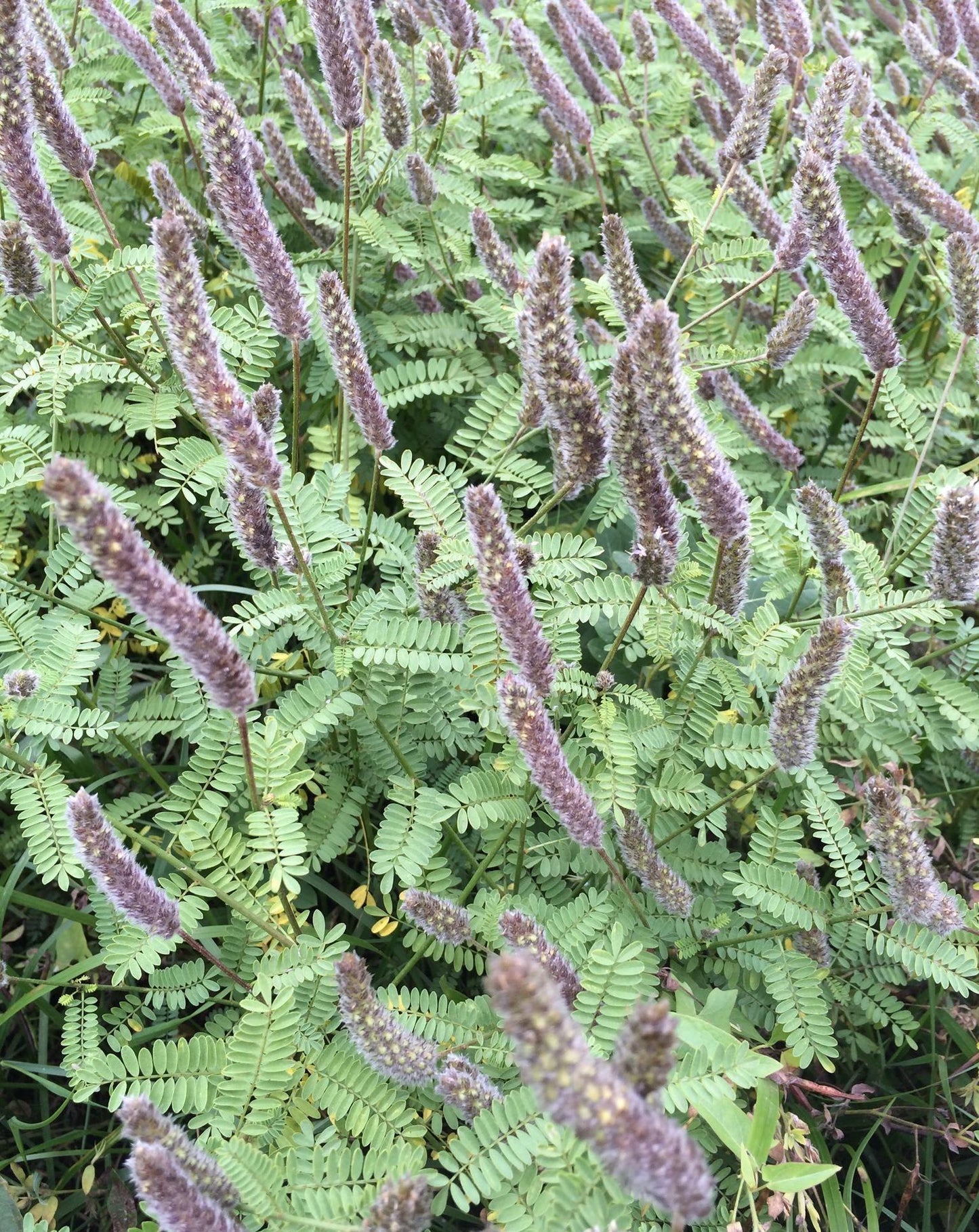 Foxtail Prairie Clover Seeds (Dalea leporina)