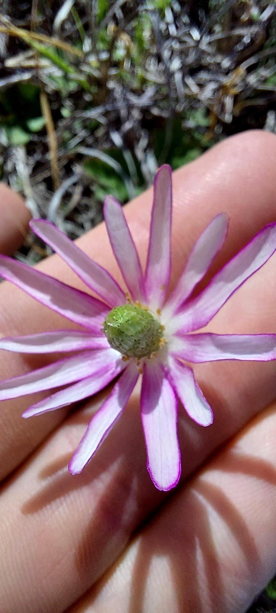 Tenpetal Anemone Native Seeds (Anemone berlandieri) Windflower
