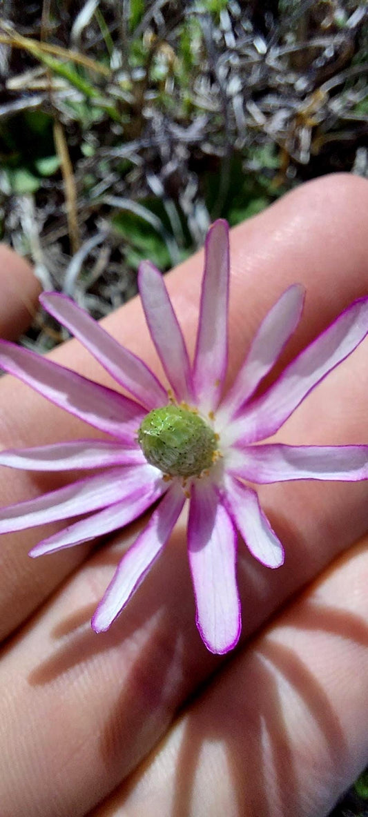 Tenpetal Anemone Native Seeds (Anemone berlandieri) Windflower