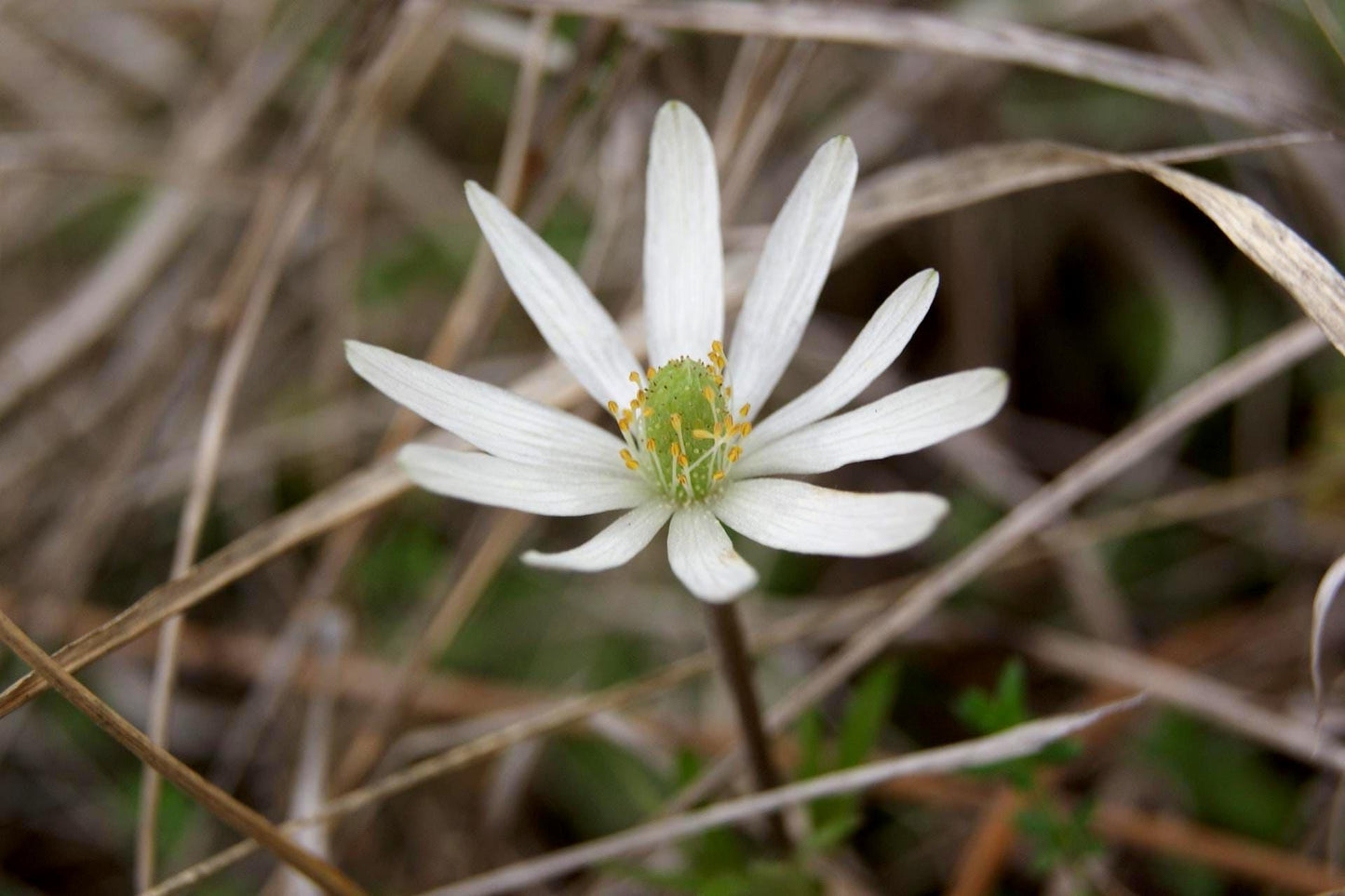 Tenpetal Anemone Native Seeds (Anemone berlandieri) Windflower